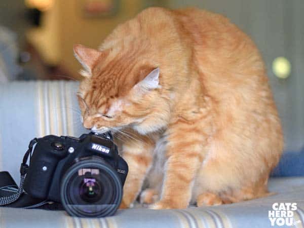 orange tabby cat chews camera