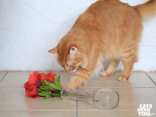 orange tabby cat pats fallen flowers