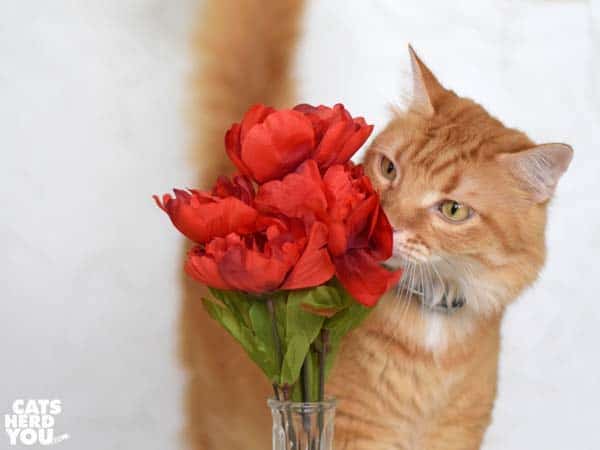 Orange tabby cat sniffs flowers