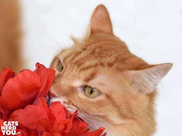 orange tabby cat sniffs flowers