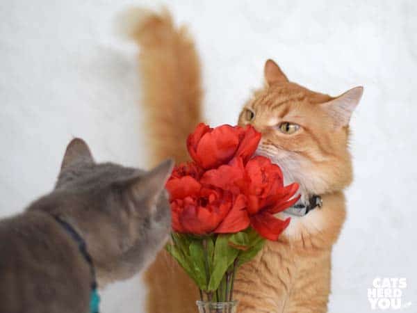 orange tabby cat sniffs flowers while gray tabby cat approaches