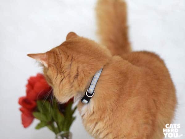 orange tabby cat knocks over flowers