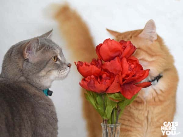 gray tabby cat and orange tabby cat sniff flowers
