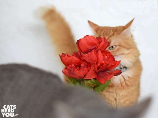orange tabby cat smells flowers while gray tabby cat retreats
