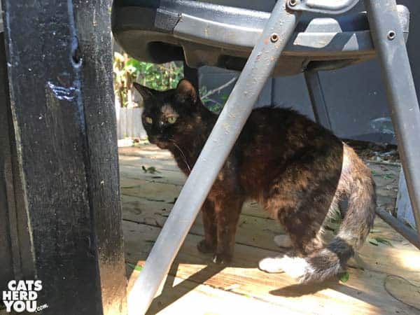 Patches, tortoiseshell cat at The Crab Shack
