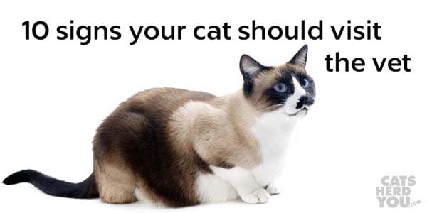10 signs your cat should visit the vet