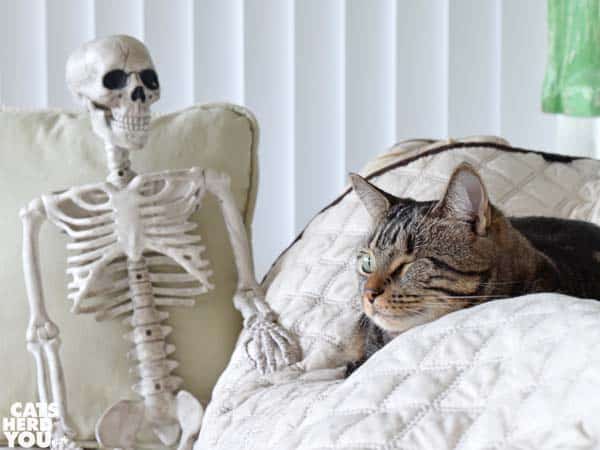 one-eyed tabby cat with skeleton
