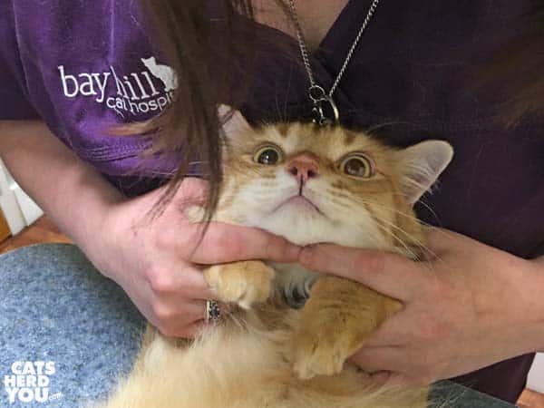 orange tabby cat restrained by vet tech