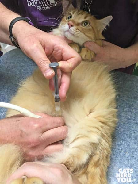 orange tabby cat undergoing cystocentisis
