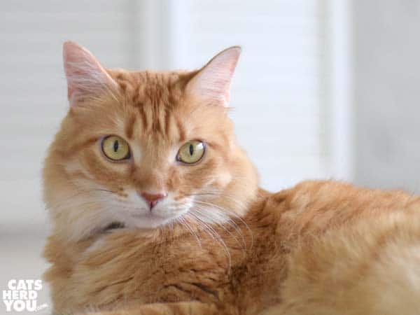 orange tabby cat 