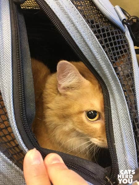 orange tabby cat peers out of sleepypod carrier