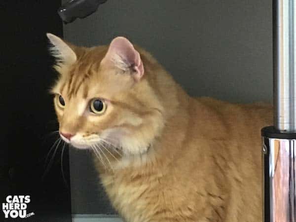orange tabby cat loose in vet exam room