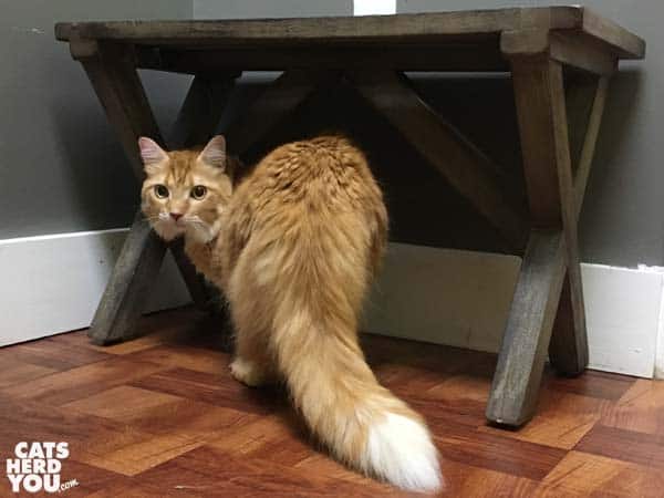 orange tabby cat on the floor of vet exam room