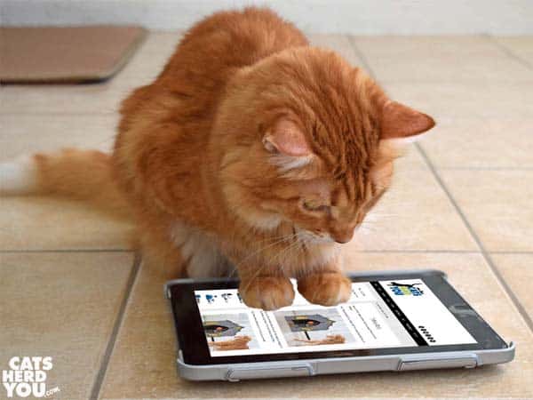 Newton looks at catsherdyou.com on tablet