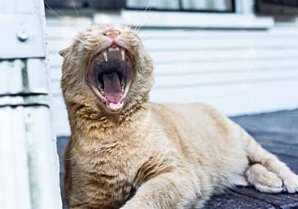 cat yawning. photo credit: Gratisography/Ryan McGuire