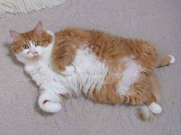 fat cat. Photo credit: Flickr creative commons/Pamela B