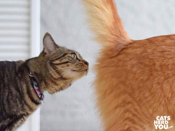 brown tabby cat sniffs orange tabby cat butt