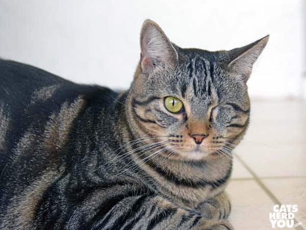 one-eyed brown tabby cat