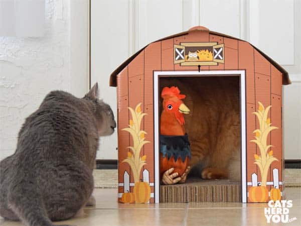 gray tabby cat looks into barn at orange tabby cat and rooster