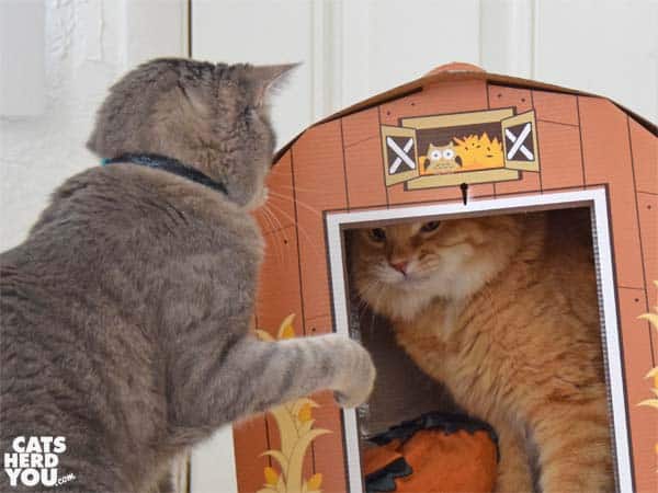 gray tabby cat swats orange tabby cat in barn