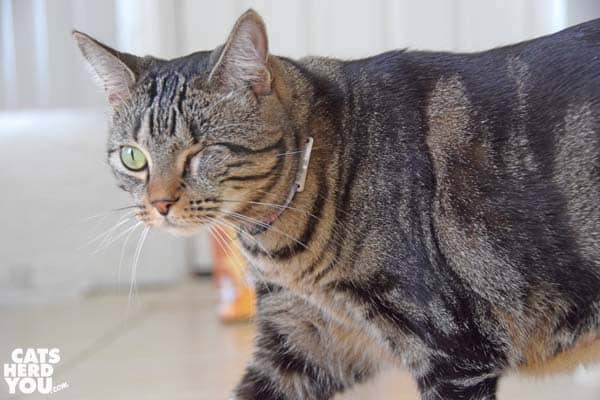 one-eyed brown tabby cat walks across frame