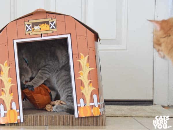gray tabby cat wrestles rooster inside barn