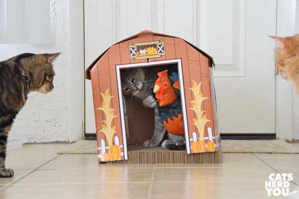 gray tabby cat wrestles rooster inside barn as orange tabby cat and brown tabby cat look on