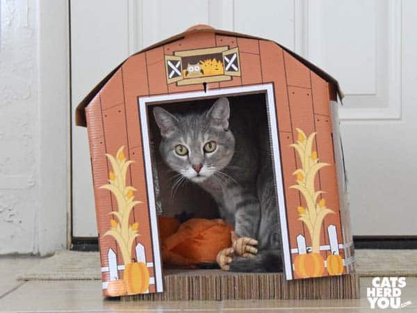 gray tabby cat in barn with rooster
