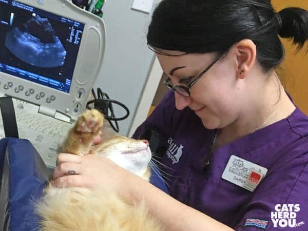 orange tabby cat and vet tech