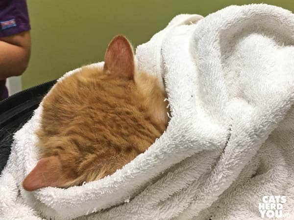 orange tabby cat hides face in towel
