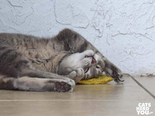 gray tabby cat loves catnip chicken toy