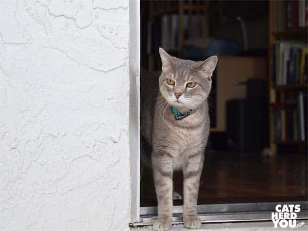 gray tabby cat looks around corner