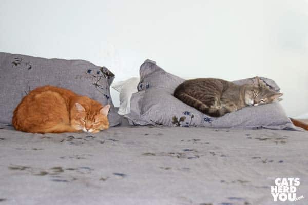 orange tabby cat and gray tabby cat naping