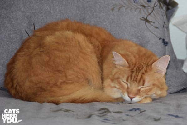 Orange tabby cat napping