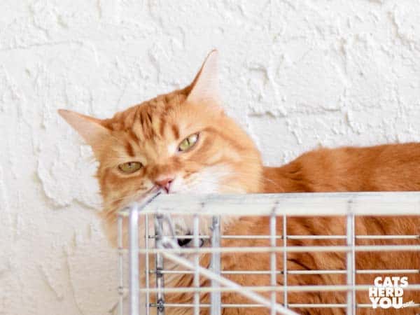 orange tabby cat looks at humane trap