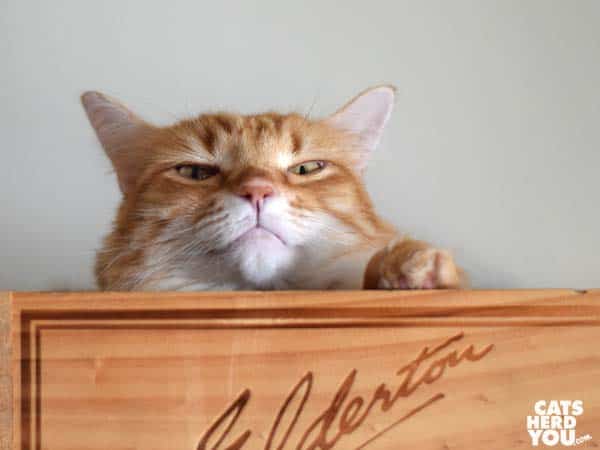 orange tabby cat in wine crate