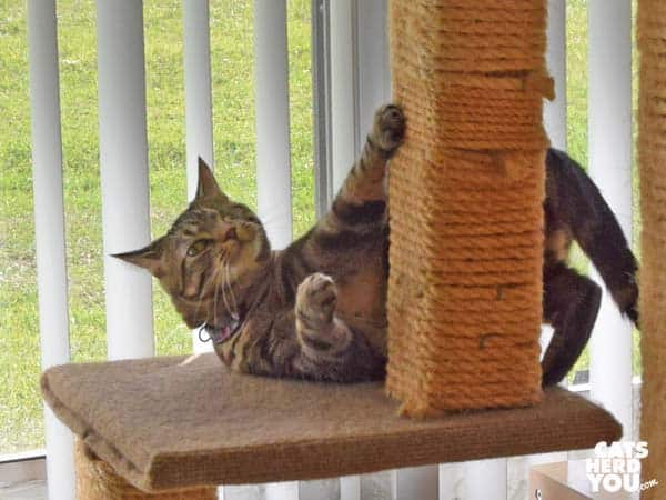 one-eyed broen tabby cat climbs cat tree