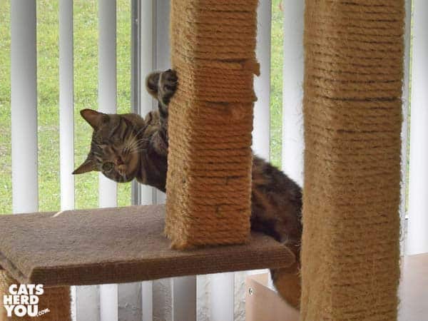 one-eyed broen tabby cat climbs cat tree