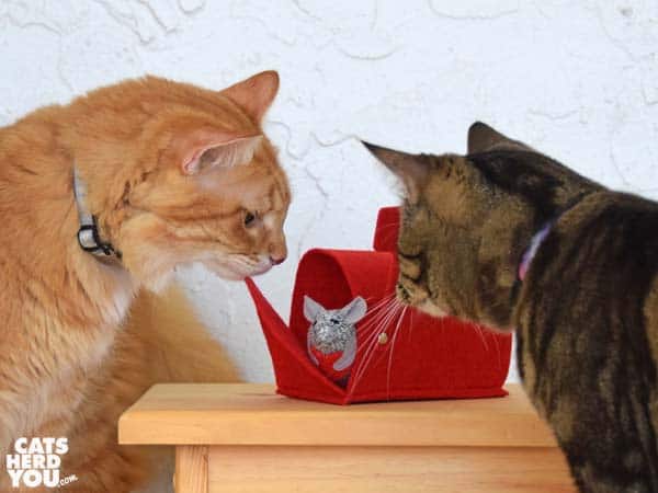 brown tabby cat and orange tabby cat look at valentine mouse in mailbox
