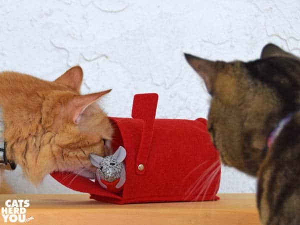 brown tabby cat watches orange tabby cat with valentine mouse in mailbox
