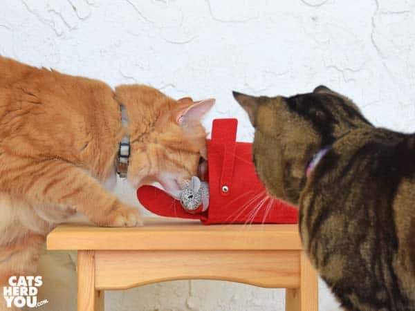 brown tabby cat watches orange tabby cat with valentine mouse in mailbox