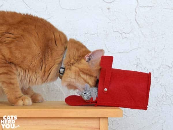orange tabby cat pushes valentine mouse in mailbox 
