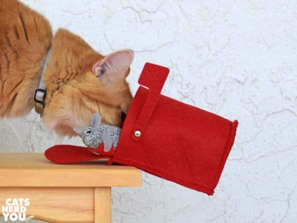 orange tabby cat pushes valentine mouse in mailbox over the edge