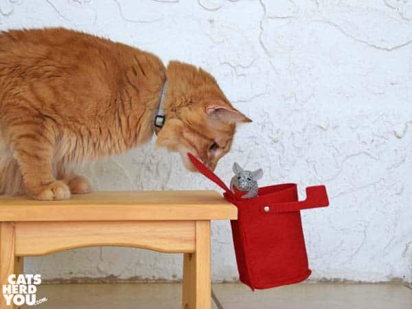 Orange tabby cat watches valentine mouse fall