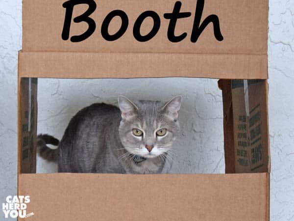 gray tabby cat in kissing booth