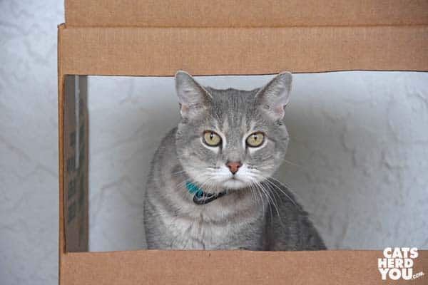 gray tabby cat in kissing booth