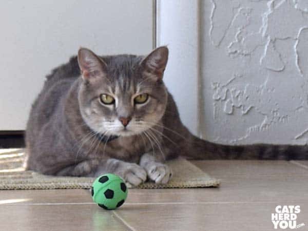 gray tabby cat watches soccer toy ball toy