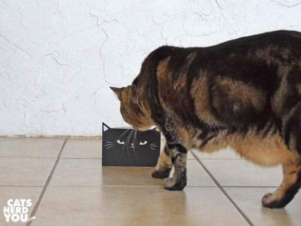 one-eyed brown tabby cat looks closely at black cat greeting card