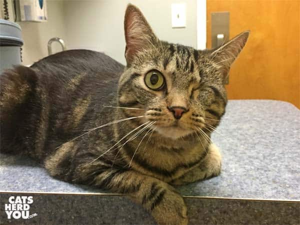 one-eyed brown tabby cat at vet