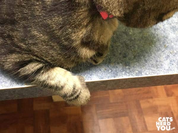 one-eyed brown tabby cat holds edge of table